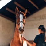 La réflexologie pour améliorer le bien-être du cheval
