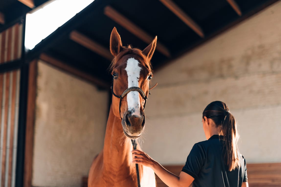 La réflexologie pour améliorer le bien-être du cheval