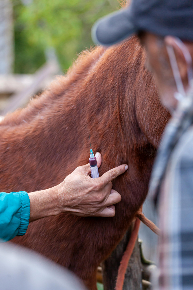 La vaccination du cheval en Suisse