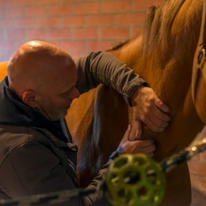 massages-chevaux-equitannonce